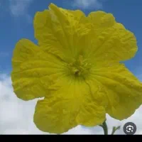 بذر پیچک. لوفا