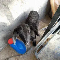 بره|حیوانات مزرعه|جوادآباد, |دیوار