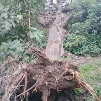 خریدارچوب و درخت باغی نقدی  7000ت