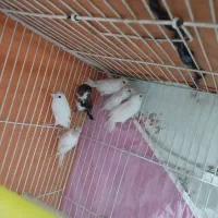 فنچ بنگالی جوانه معاوضه با فنچ گلدین