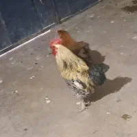 مرغ و خروس فروشی