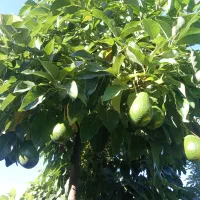 آواکادو و کامکوات|خدمات باغبانی و درختکاری|تنکابن, |دیوار