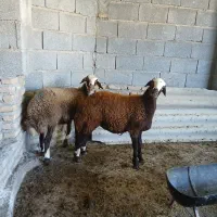 توقلی .گوسفند|حیوانات مزرعه|انبارآلوم, |دیوار