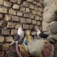 کفتر پشت  المانی|پرنده|قهستان, |دیوار