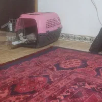 فروش توله پامرین 2ماهه|سگ|لنگرود, |دیوار