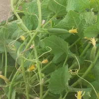 فروش خیار شور نول