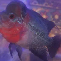 ماهی فلاور رد دراگون