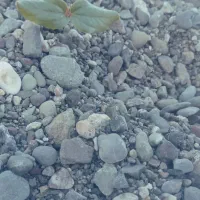 باغبان و نگهبان و سرایداری