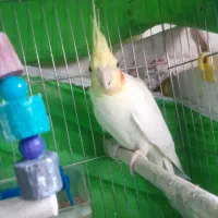 عروس هلندی لوتینو سخنگو|پرنده|سبزوار, قاضی زاد|دیوار