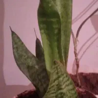 گلهای طبیعی خانگی