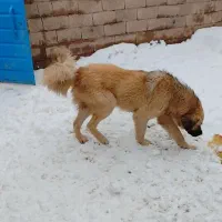 جاده زنجان دندی|سگ|انگوران, |دیوار