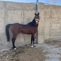 اسب عرب کره رامسس بقایی