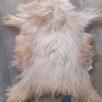 فروش پوست بز پر مو