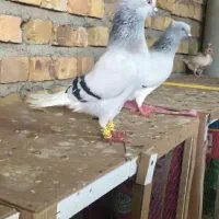 دمسفید کبوتر