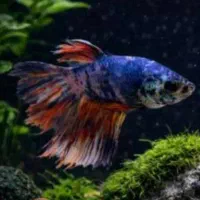 ماهی فایتر نر هافمون