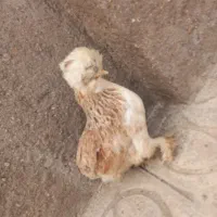 مرغ ابریشمی