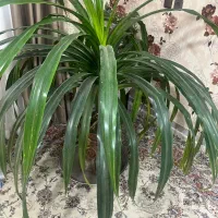 گل زیبا و بزرگ|گل و گیاه طبیعی|شاهرود, |دیوار