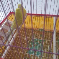 مرغ عشق|پرنده|بندر دیر, |دیوار