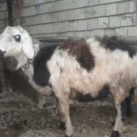 بره قوچ پلنگی پوست گاوی