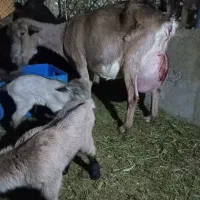 بز آلپاین با دوبزغاله ومورسیا و پاکستانی ابستن