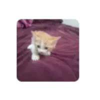 گربه نازوخوشگل چش سبز نژادhsd