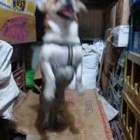 سگ پاکوتا.   کشف توس ۳۳|سگ|مشهد, حضرت حجت|دیوار