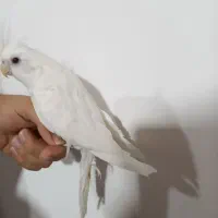 عروس هلندی نر آلبینو