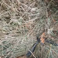 یونجه علوفه