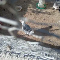 3عدد مرغ ویک عدد خروس گلین