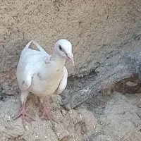 کبوتر تهرانی|پرنده|آشخانه, |دیوار