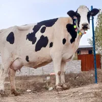 گاو شیری هلشتاین دومین شکم قیمت فقط ۱۰۵ میلیون