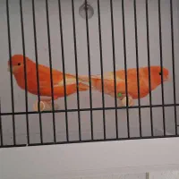 قناری رنگی جفت 2025