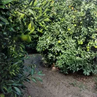 سر درختی پرتغال|خوردنی و آشامیدنی|بندر گز, |دیوار