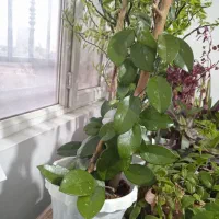 گل های آپارتمانی|گل و گیاه طبیعی|بهار, |دیوار