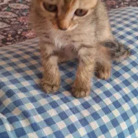 واگذاری رایگان|گربه|شیراز, رکنآباد|دیوار