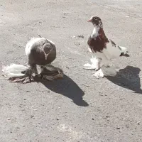 پرنده|پرنده|ماکو, |دیوار