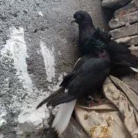 کفتر یا کبوتر نر ماده زاغ دم سفید|پرنده|رضویه, |دیوار