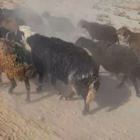 فروش گوسفند|حیوانات مزرعه|داران, |دیوار