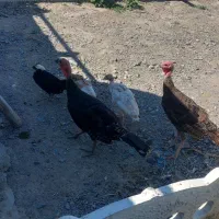 بوقلمون وجوجه کاکلی