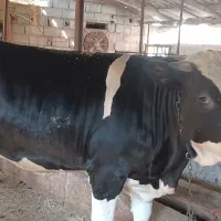 گاو و گوساله ماده سیمینتال