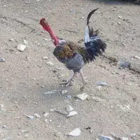 20عددمرغ فروشی دونه 500