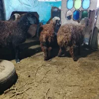 شش راس بره ماده