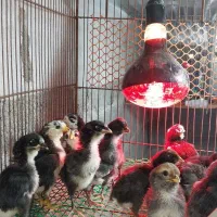 جوجه گلین خروس گلین|حیوانات مزرعه|رشت, بوسار|دیوار