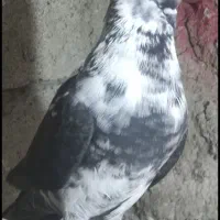 اوچان اویناخ