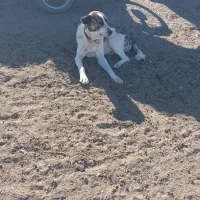 سگ ماده|سگ|نیشابور, هفده شهریور|دیوار