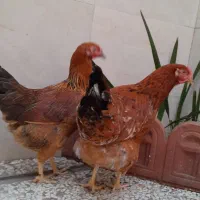 ۱عدد خروس سیاه و ۲عدد مرغ