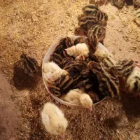 جوجه|حیوانات مزرعه|یزد, |دیوار