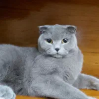 گربه اسکاتیش ماده