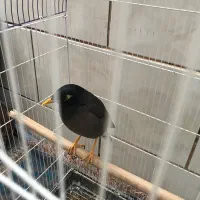 مرغ مینا سخنگو|پرنده|شیراز, آزادی|دیوار