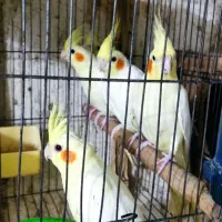 جوجه عروس دونه خور|پرنده|رشت, بلوار گیلان|دیوار